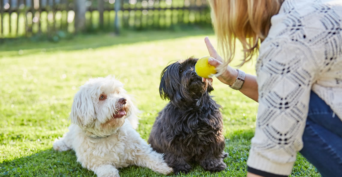 Pet Training